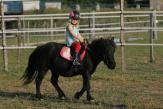 Arrivage de poneys &agrave; l'&eacute;levage du Fleuve