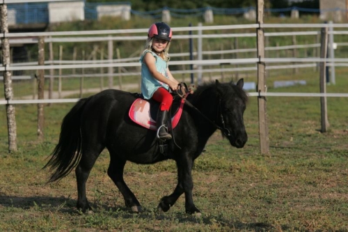 Arrivage de poneys à l'élevage du Fleuve