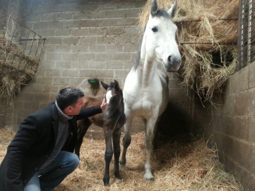 Naissance du 1er poulain de Safran des Forêts