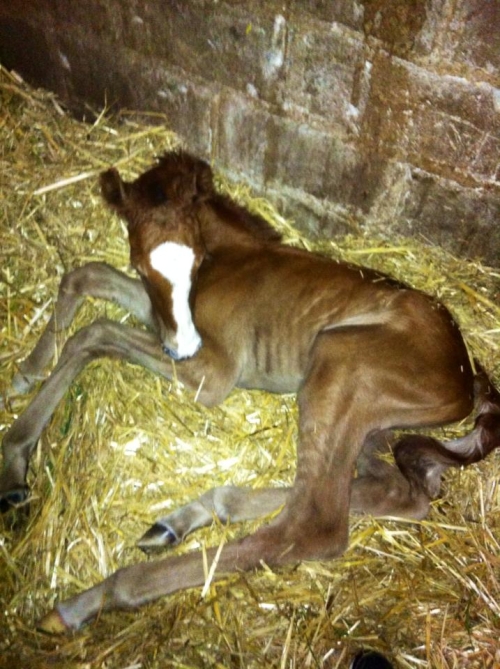 Naissance du premier fils de Safran des Forêts cette année