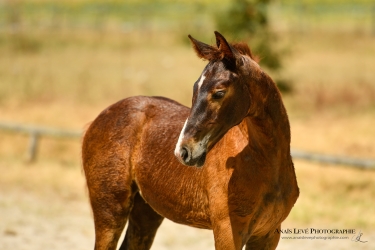 Journées de l'élevage de Nérac Acte II : les foals.