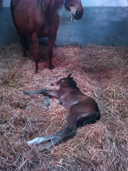 Première naissance de l'année