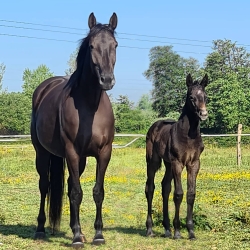 Lady Cornet du Fleuve