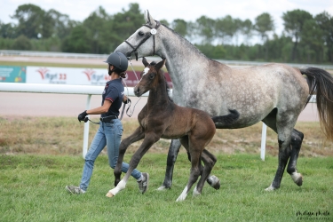 Purple Rain du Fleuve