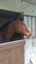 Okla Gaffeli&egrave;re