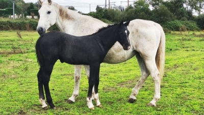 Dies Irae du Fleuve Z